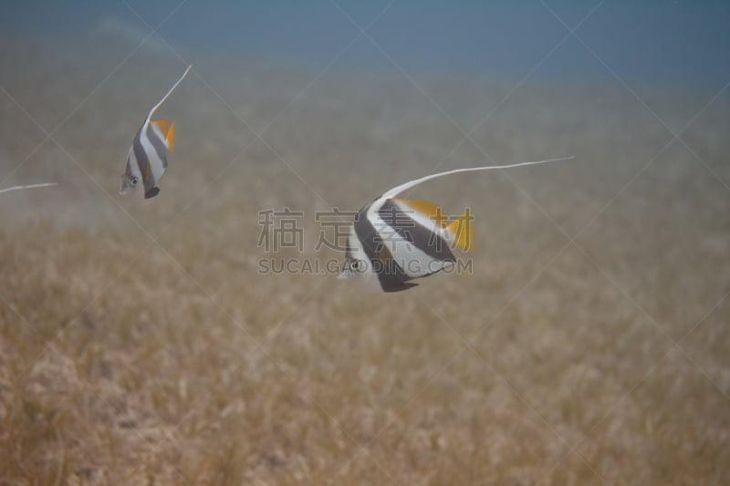 红海,幼扁鱼,海洋生命,沙姆谢伊赫,热带气候,野生动物,环境,海草,动物,埃及