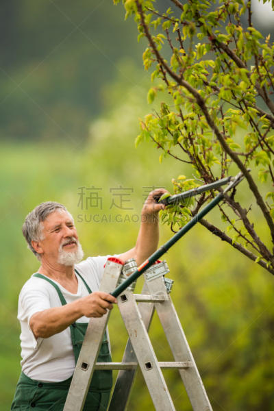 园艺,老年男人,男性美,注视镜头,挖洞器,园艺锄,干草叉,修枝夹,耙子,垂直画幅