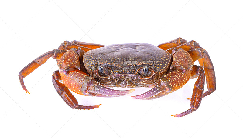 螃蟹,白色背景,红色,水平画幅,生物,动物,海产,食品,爪,摄影