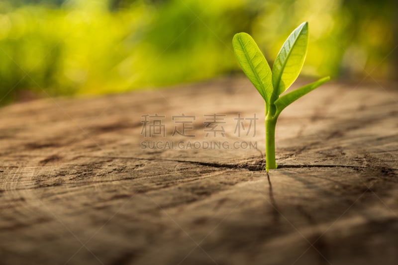 商务,概念,新生活,秧苗,未来,新的,能源,古老的,附生植物,青年人