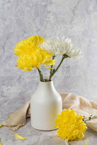 菊花,自然美,白色,自然,芳香的,黄色,季节,垂直画幅,图像,花瓣