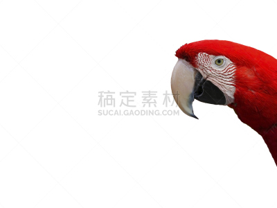 鸟类,鹦鹉,金刚鹦鹉,红色,自然,野生动物,水平画幅,可爱的,蓝色,绿翅鸭