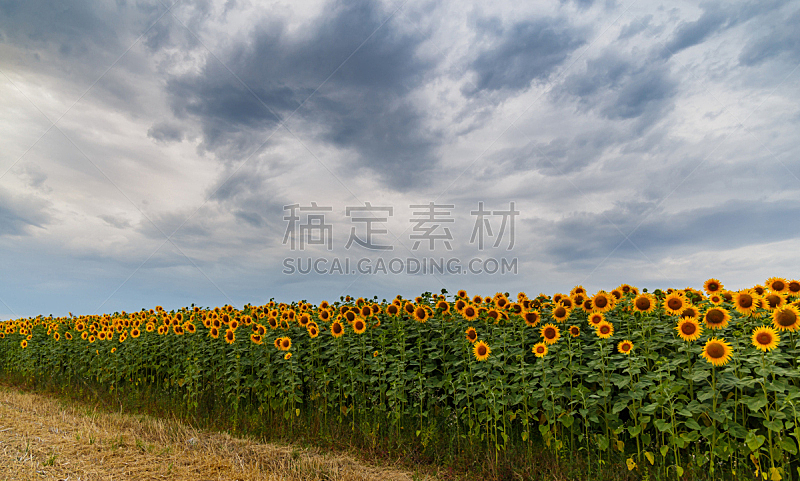 田地,向日葵,三只动物,天空,水平画幅,云,夏天,户外,草,彩色图片