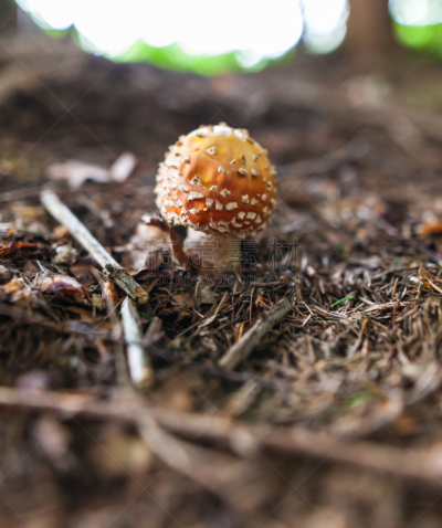 蘑菇,有毒生物体,特写,自然,porcini mushroom,秋天,垂直画幅,图像,伞形毒菌,苔藓