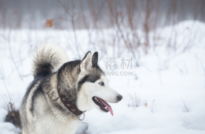 西伯利亚哈士奇犬,冬天,可爱的,寒冷,纯种犬,野生动物,灰色,肖像,雪,狗