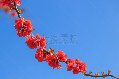 天空,蓝色,花朵,温柏,皱皮木瓜,多刺疏林,美,水平画幅,荆棘,尖利