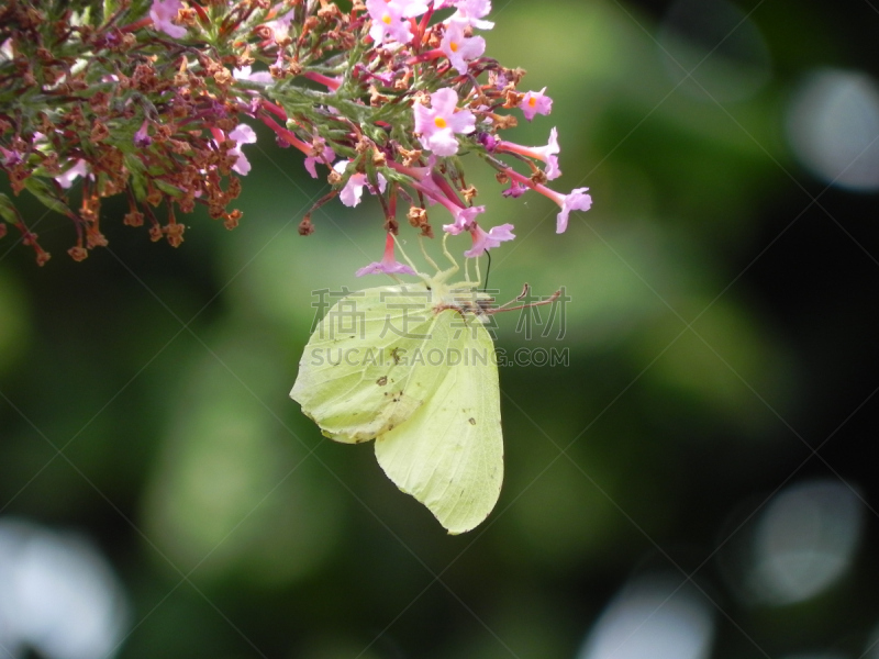 丁香花,白蝴蝶,公园,水平画幅,大白蝴蝶,无人,动物身体部位,夏天,户外,特写
