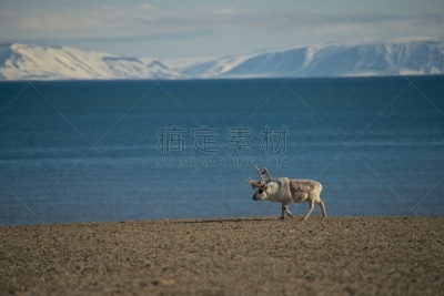 山脉,在之后,水边,斯匹兹卑尔根,水平画幅,雪,户外,北极,斯瓦尔巴德群岛,海洋