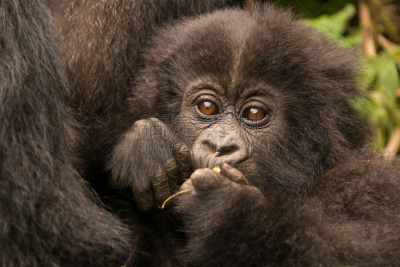 大猩猩,母亲,拿着,婴儿,枝,parc national des volcans,高山大猩猩,卢旺达,猴子,非洲