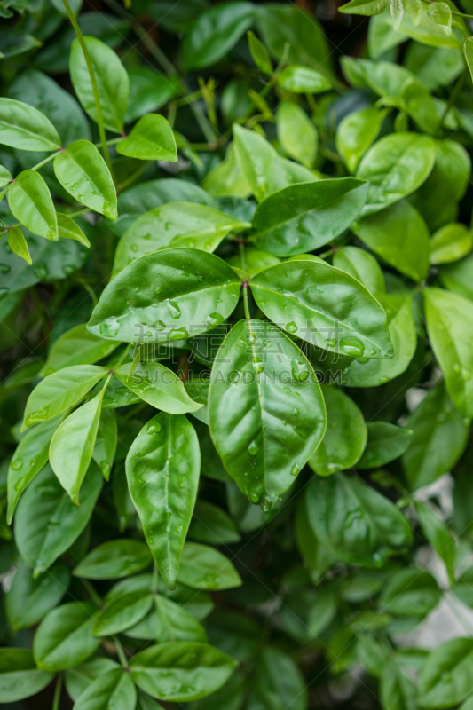 叶子,紫薇科树,绿色,背景,垂直画幅,美,档案,无人,紫薇属的植物,户外