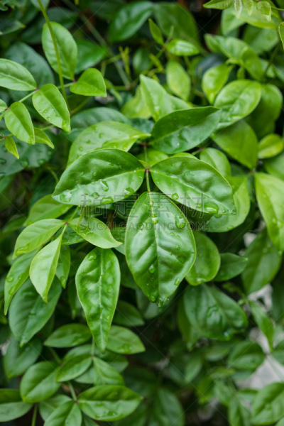 叶子,紫薇科树,绿色,背景,垂直画幅,美,档案,无人,紫薇属的植物,户外