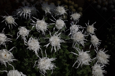 白色,菊花,江户时代,传统,清新,仅一朵花,枝繁叶茂,自然美,植物,户外