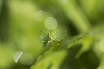叶蝉,绿色,飞虱,水平画幅,夏天,光,草,特写,白色,成年的