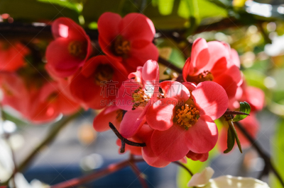 blooming quince flowers