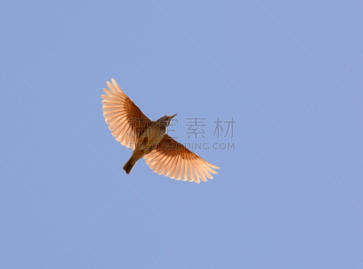 凤冠百灵,在上面,天空,野生动物,水平画幅,鸟类,半空中,动物身体部位,翅膀,对称