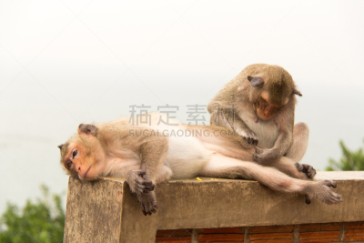 猴子,白色背景,肖像,分离着色,水平画幅,巴厘岛,动物身体部位,热带雨林,野外动物,猕猴