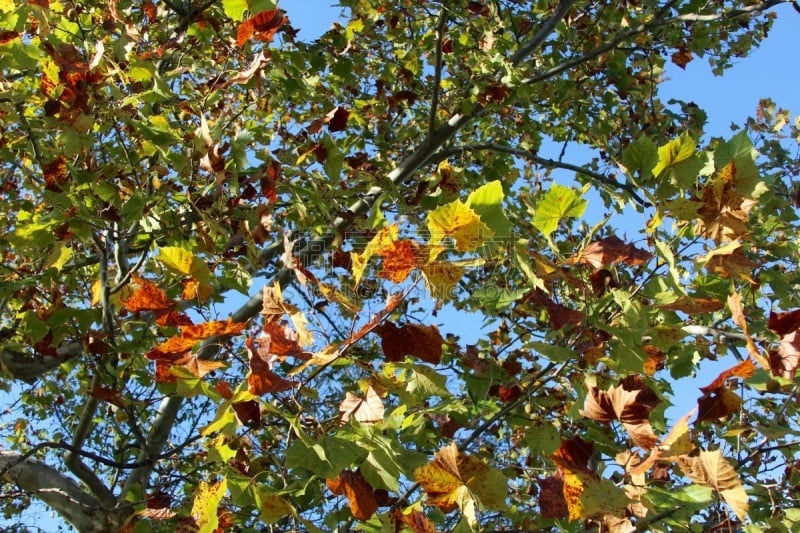 Under the Autumn Tree