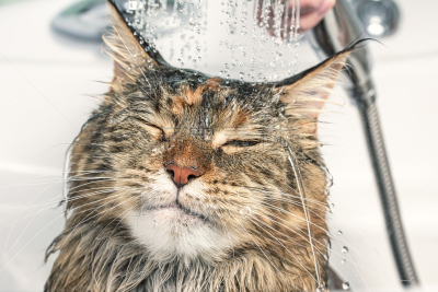 浴盆,猫,湿,口络,纯种猫,水,水平画幅,干净,俄罗斯,哺乳纲