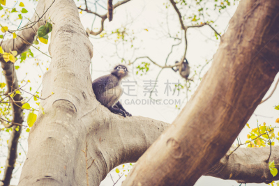 自然,黄昏,叶猴,巴蜀,选择对焦,野生动物,水平画幅,可爱的,猴子,热带树