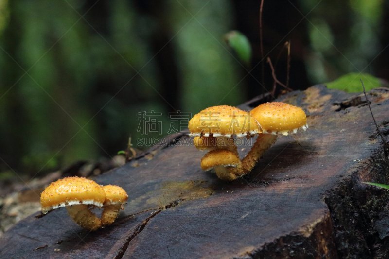 一个物体,蘑菇,部分,酶消化,孢子囊,菌丝,菌腮,伞菌纲,营养阶段,蘑菇的结构