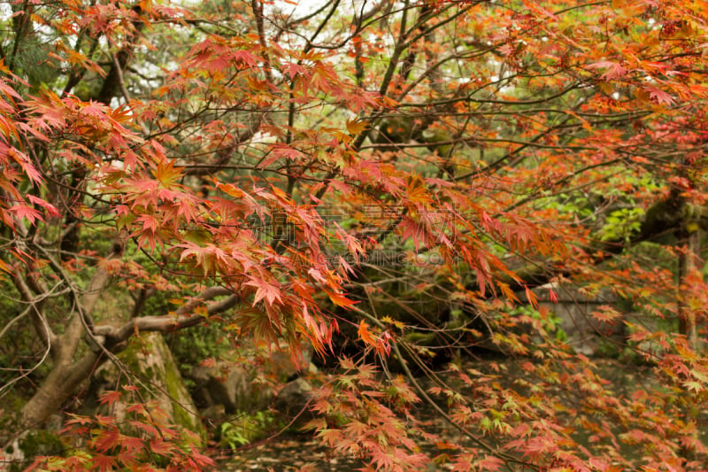 红色,水边,枫树,平安神宮,哲学家,自然,水平画幅,日本,户外,湖