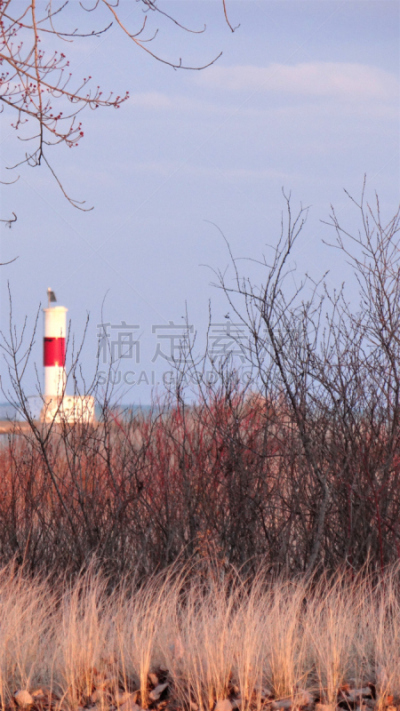 公园,伊利诺斯州,建筑外部,滨水,秋天,垂直画幅,湖岸,浮木,图像,美国