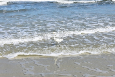 天空,海滩,太阳,苍鹭,白昼,蓝色,大白鹭,雪,水
