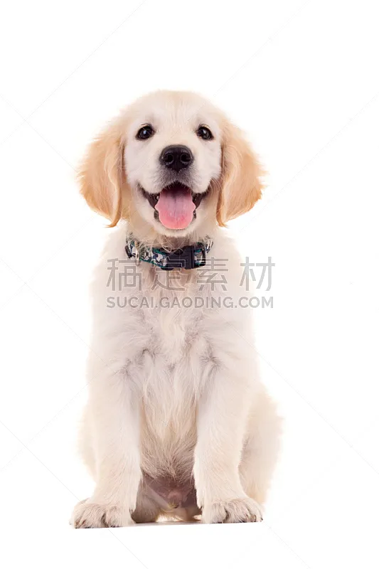 金毛拉布拉多猎犬 小狗 拉布拉多犬 金毛寻回犬 寻回犬 幼兽 可爱的 狗 背景分离 白色背景图片素材下载 稿定素材
