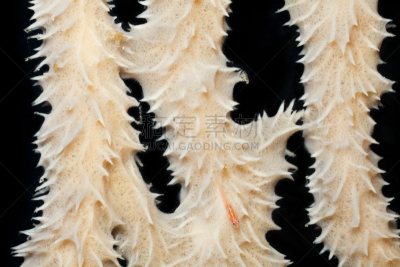海绵,印度尼西亚,大特写,布纳肯岛,虾虎鱼,Indopacific Ocean,苏拉威西,自然,水,无脊椎动物