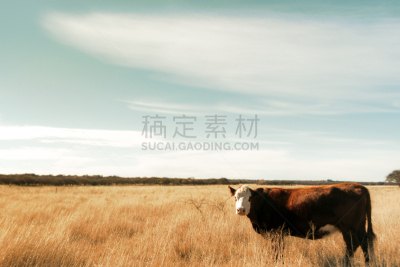 阿伯丁安格斯牛,母牛,牧场,褐色,拉潘帕市,阿根廷,牲畜,食草,天空,水平画幅