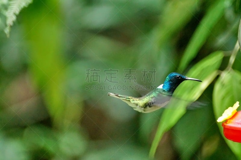 白颈蜂鸟,蜂鸟,拉丁美洲,图像,翅膀,厄瓜多尔,动物身体部位,鸟类,南美,户外