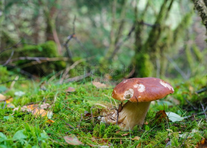 美味牛肝菌,褐色,水平画幅,苔藓,生食,户外,特写,树林,食用菌,白色