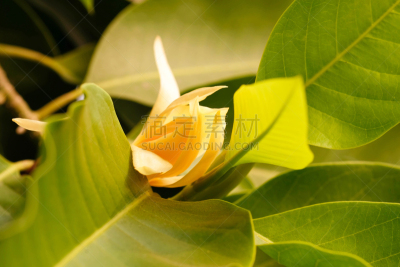 日光,叶子,白色,绿色,自然,黄色,季节,图像,花朵,美