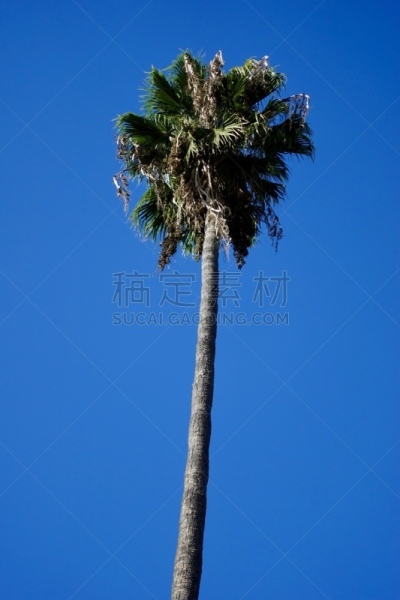 棕榈树,加利福尼亚,气候,旅途,热,好莱坞,黄昏,枝繁叶茂,甜点心,建筑特色