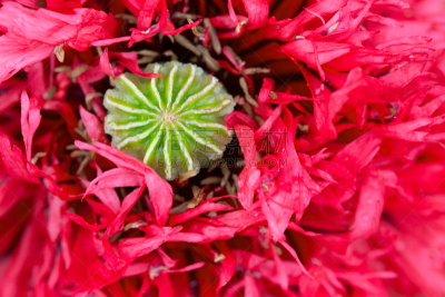 自然,水平画幅,雄蕊,无人,色彩鲜艳,夏天,仅一朵花,红色,植物茎,春天