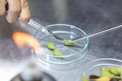 植物,微生物,实验室,技能,农业,科学实验,遗传研究,技术,泰国,细胞