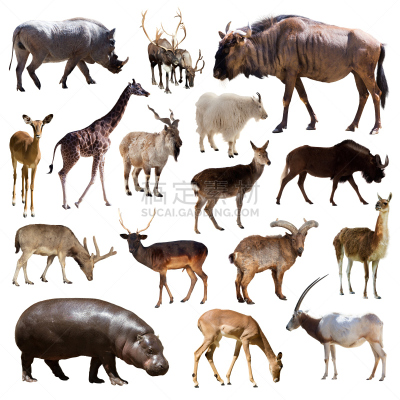哺乳纲,白色背景,动物,偶蹄目,雄鹿,markhor,叉角羚,无人,双峰骆驼,疣猪