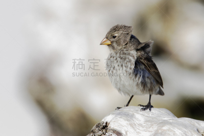 加拉帕戈斯群岛,圣克鲁斯岛,小地雀,红棕色马,美,公园,达尔文雀,水平画幅,鸟类