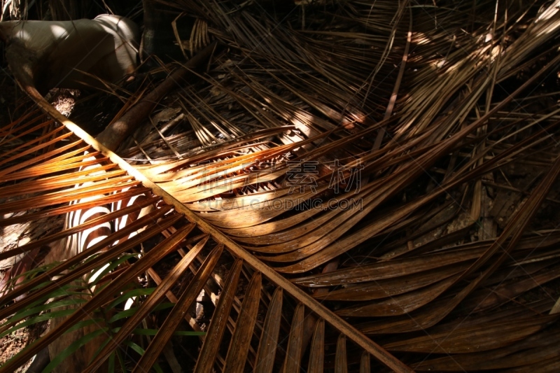 Vallée de Mai Nature Reserve is a nature park on Praslin Island, Seychelles. The reserve is one of the smallest natural UNESCO World Heritage Sites. The  park is the habitat of the endemic coco-de-mer palm tree. The coco-de-mer is the largest double nut f