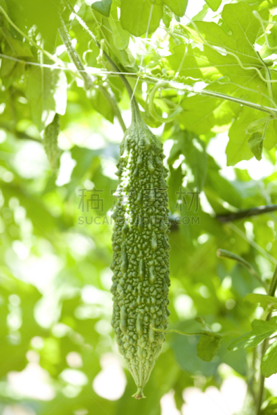 苦瓜,农场,山梨县,垂直画幅,菜园,绿色,无人,日本,夏天,户外