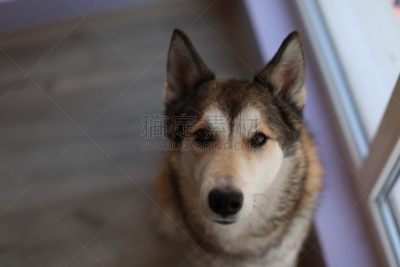 狗,注视镜头,褐色,可爱的,纯种犬,背景分离,肖像,莱卡犬,哺乳纲,一只动物