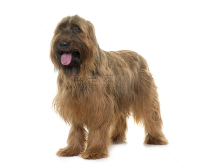 briard,影棚拍摄,牧羊犬,褐色,纯种犬,水平画幅,白色背景,背景分离,长发,宠物
