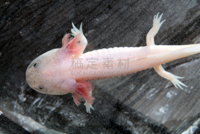 美西钝口螈,白化基因,胚胎,火蜥蜴,白化病者,水平画幅,鳃,异国情调,白色,鱼缸