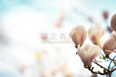 玉兰类,开花时间间隔,旱莲,天空,留白,公园,水平画幅,无人,户外,特写