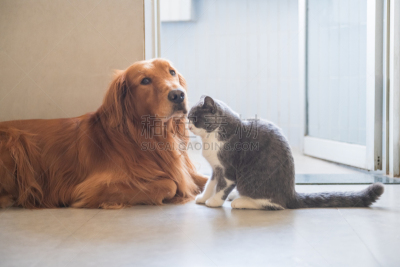 黄金,短发,猎犬,野生猫科动物,可爱的,宠物,热,室内,地板,图像