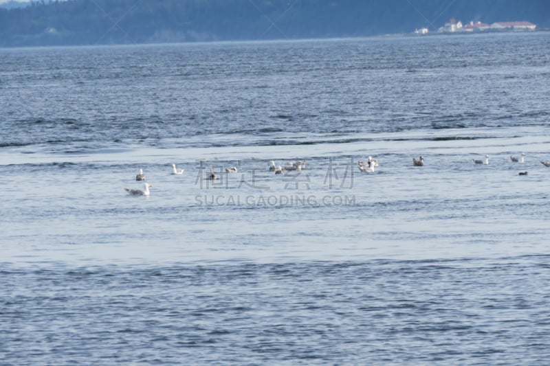 普吉特海湾,鹈鹕,海鸥,惠德贝艾斯兰德,美国,水平画幅,华盛顿州,无人,摄影