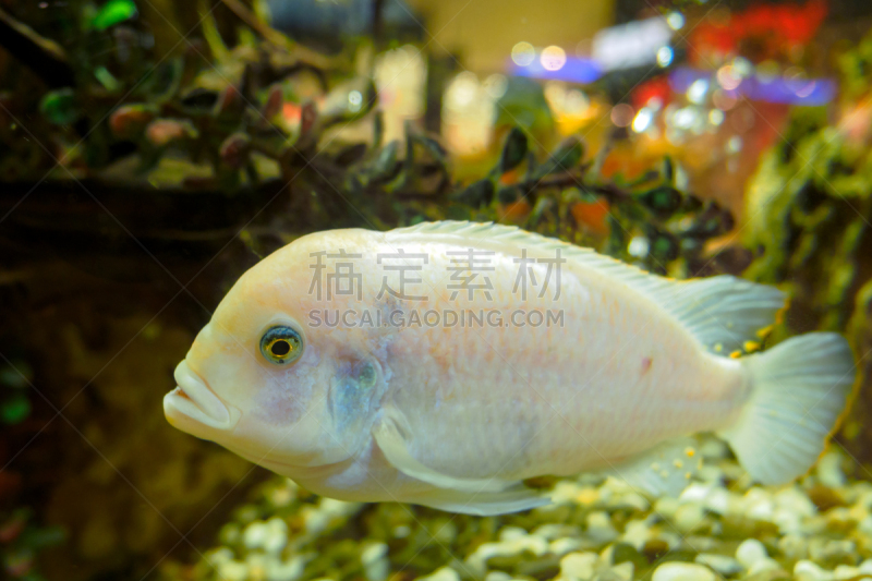 水族馆,白化病者,鱼类,白鲑,奥斯卡奖,白色,自然,红色,闪亮的,黄金