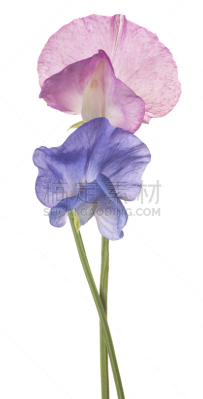 白色,分离着色,垂直画幅,芳香的,绿色,无人,蓝色,白色背景,夏天,豆科植物