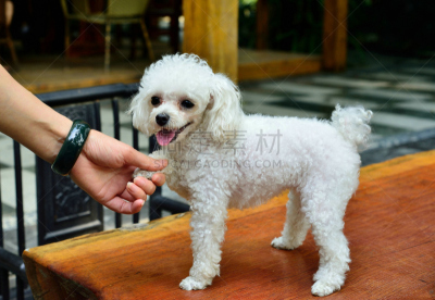 贵宾犬,水平画幅,小的,幼小动物,白色,毛绒绒,宠物,热,运气,2015年