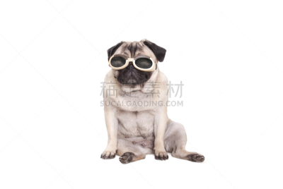 巴哥犬,小狗,狗,分离着色,动物眼睛,护目镜,衣服,白色背景,坐,保护